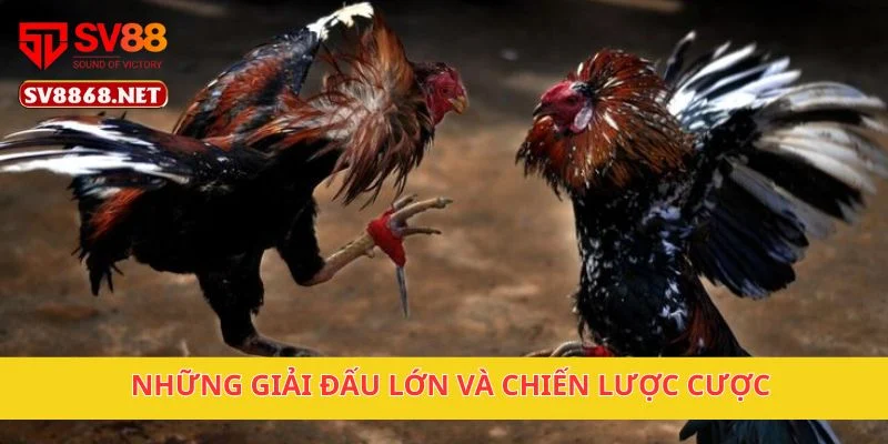 Đá Gà Cựa Dao SV88 – Trải Nghiệm Cược Đá Gà Thú Vị 3 Những giải đấu lớn và chiến lược cược