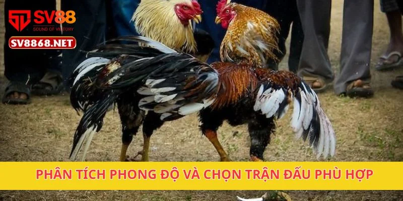 Đá Gà Cựa Dao SV88 – Trải Nghiệm Cược Đá Gà Thú Vị 4 Phân tích phong độ và chọn trận đấu phù hợp