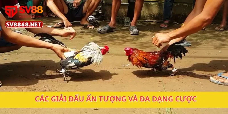 Đá Gà Cựa Kim Tại Sv88 – Cược Chiến Đấu Đỉnh Cao 3 Các giải đấu ấn tượng và đa dạng cược