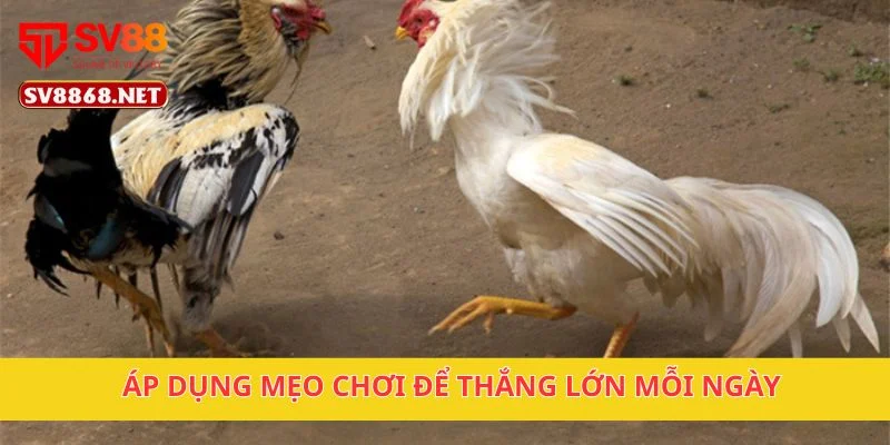Đá Gà Cựa Kim Tại Sv88 – Cược Chiến Đấu Đỉnh Cao 4 Áp dụng mẹo chơi để thắng lớn mỗi ngày
