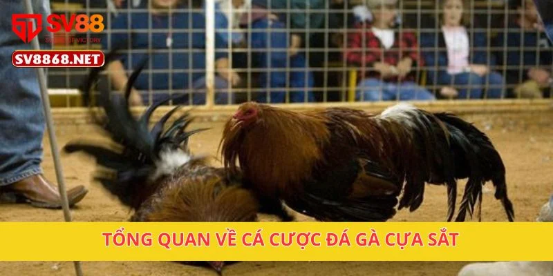 Đá Gà Cựa Sắt Tại SV88 – Những Trận Đấu Gà Hấp Dẫn Nhất 2 Tổng quan về cá cược đá gà cựa sắt