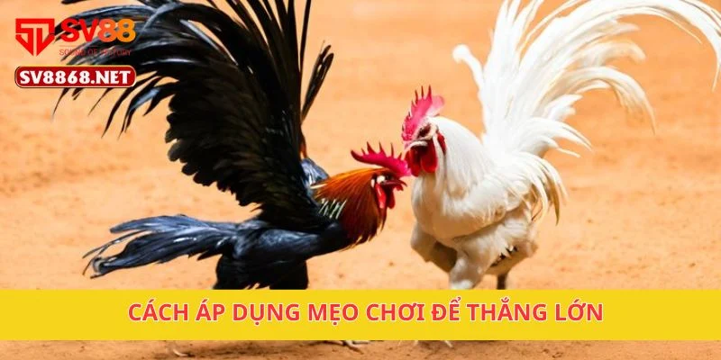 Đá Gà Cựa Sắt Tại SV88 – Những Trận Đấu Gà Hấp Dẫn Nhất 4 Cách áp dụng mẹo chơi để thắng lớn