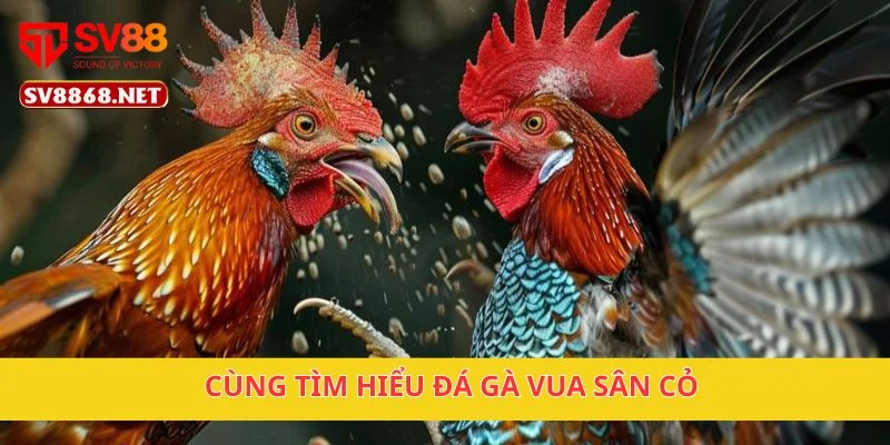 Đá Gà Vua Sân Cỏ Sv88 – Những Trận Đá Gà Đáng Xem 2 Cùng tìm hiểu đá gà vua sân cỏ