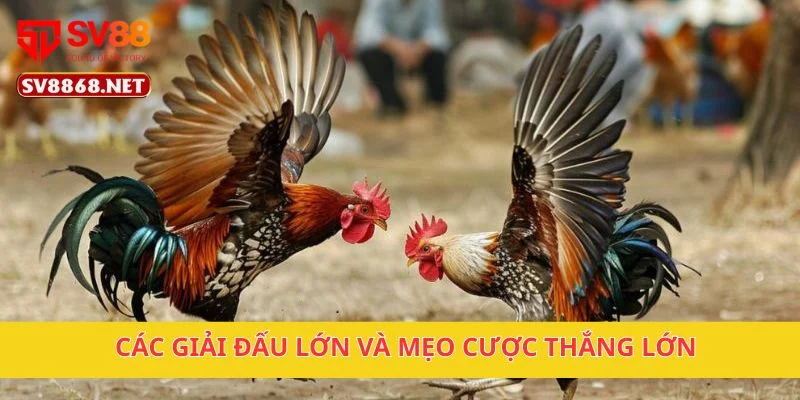 Đá Gà Vua Sân Cỏ Sv88 – Những Trận Đá Gà Đáng Xem 3 Các giải đấu lớn và mẹo cược thắng lớn
