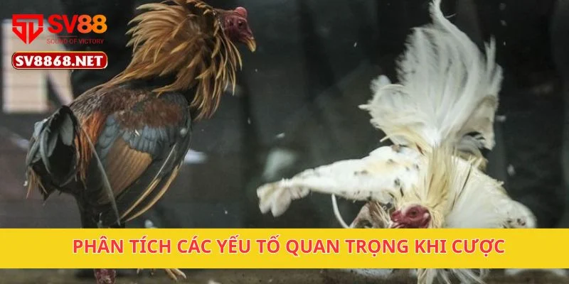 Đá Gà Vua Sân Cỏ Sv88 – Những Trận Đá Gà Đáng Xem 4 Phân tích các yếu tố quan trọng khi cược