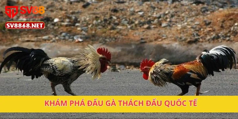 Đấu Gà Thách Đấu Quốc Tế SV88 – Cá Cược Chuyên Nghiệp 2 Khám phá đấu gà thách đấu quốc tế