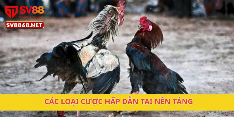 Đấu Gà Thách Đấu Quốc Tế SV88 – Cá Cược Chuyên Nghiệp 3 Các loại cược hấp dẫn tại nền tảng