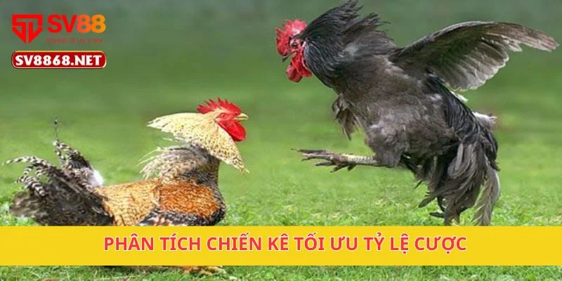 Đấu Gà Thách Đấu Quốc Tế SV88 – Cá Cược Chuyên Nghiệp 4 Phân tích chiến kê tối ưu tỷ lệ cược