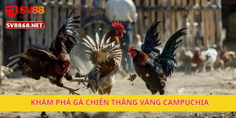 Gà Chiến Thắng Vàng Campuchia Tại SV88 – Cược Cực Hấp Dẫn 2 Khám phá gà chiến thắng vàng Campuchia