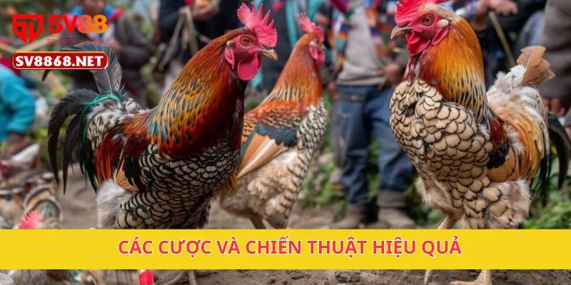 Gà Chiến Thắng Vàng Campuchia Tại SV88 – Cược Cực Hấp Dẫn 3 Các cược và chiến thuật hiệu quả