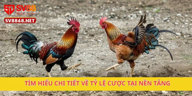 Gà Chiến Thắng Vàng Campuchia Tại SV88 – Cược Cực Hấp Dẫn 4 Tìm hiểu chi tiết về tỷ lệ cược tại nền tảng